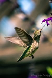 Hummingbird purple salvia flower